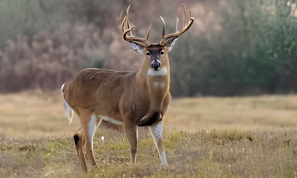 Full-Grown Male Deer