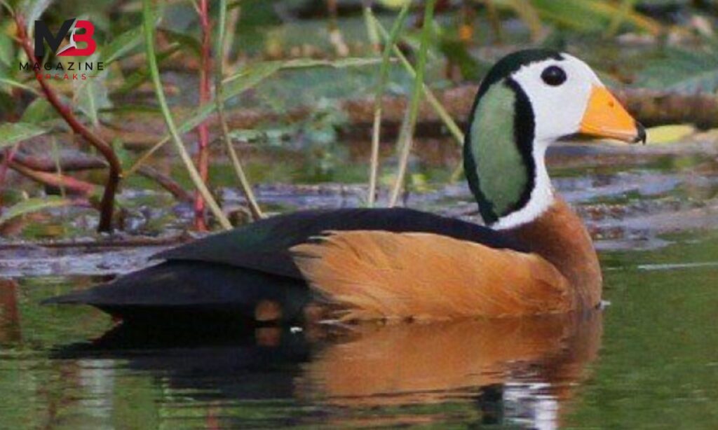 African Pygmy Goose