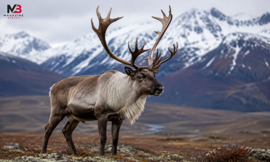 Reindeer (Caribou)
