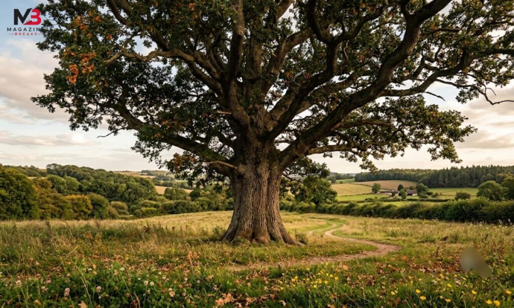 A Large Oak Tree