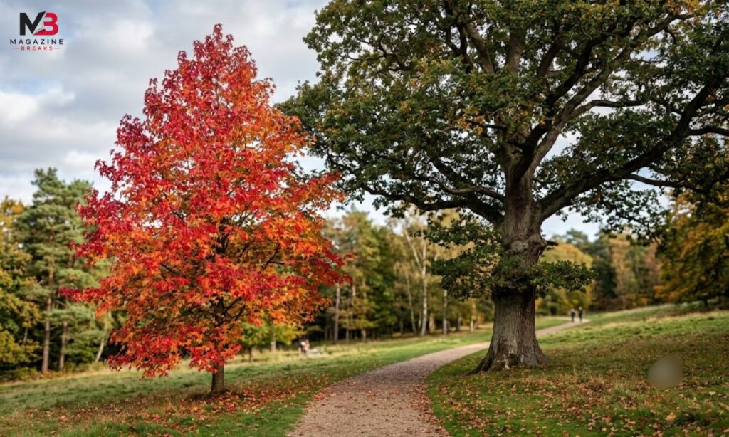 A Red Maple and English Oak