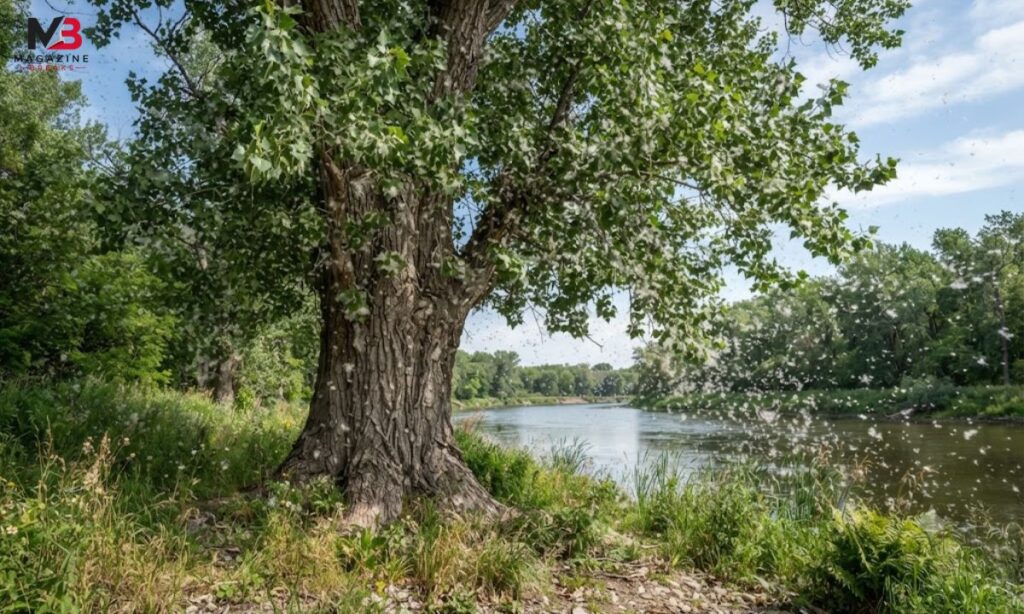 The Eastern Cottonwood Tree