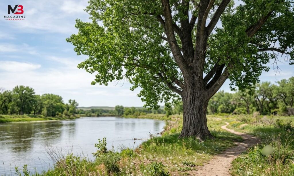  The Eastern Cottonwood Tree